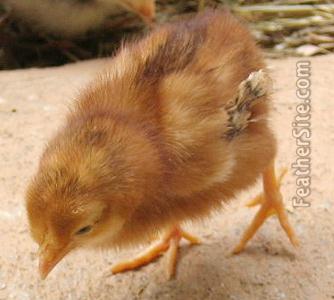 RedLegChik.JPEG