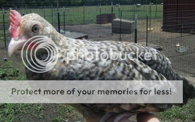 pullet5.jpg