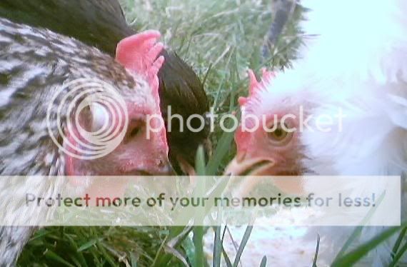 Suet_BackOff.jpg