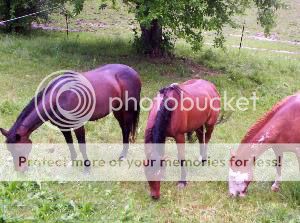 horses.jpg