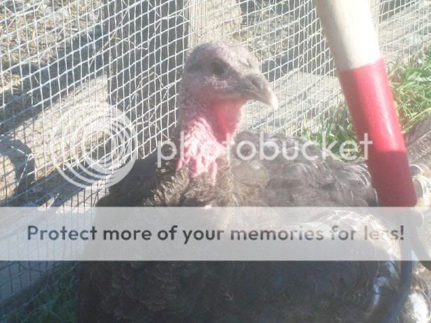 turkeyrelaxing.jpg