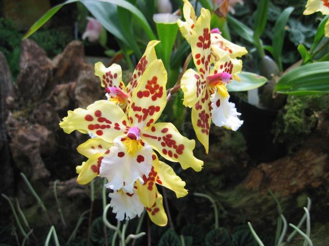photo+of+beautiful+orchids+flowers.jpg