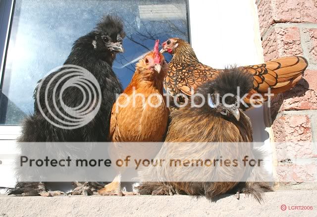 IMG_3909_LCRT2006_ledge_chooks.jpg