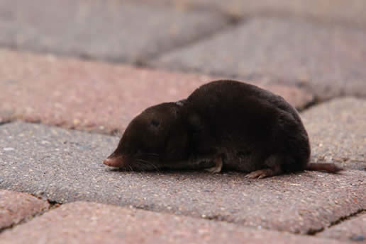 NorthernShort-tailedShrew.jpg