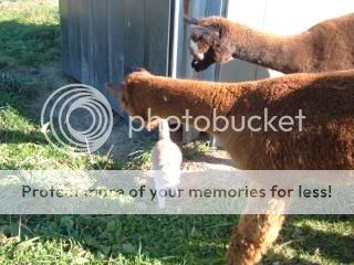 MYALPACAS11-09033.jpg