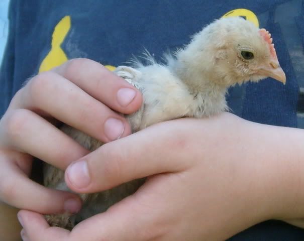 morebantychicks001.jpg