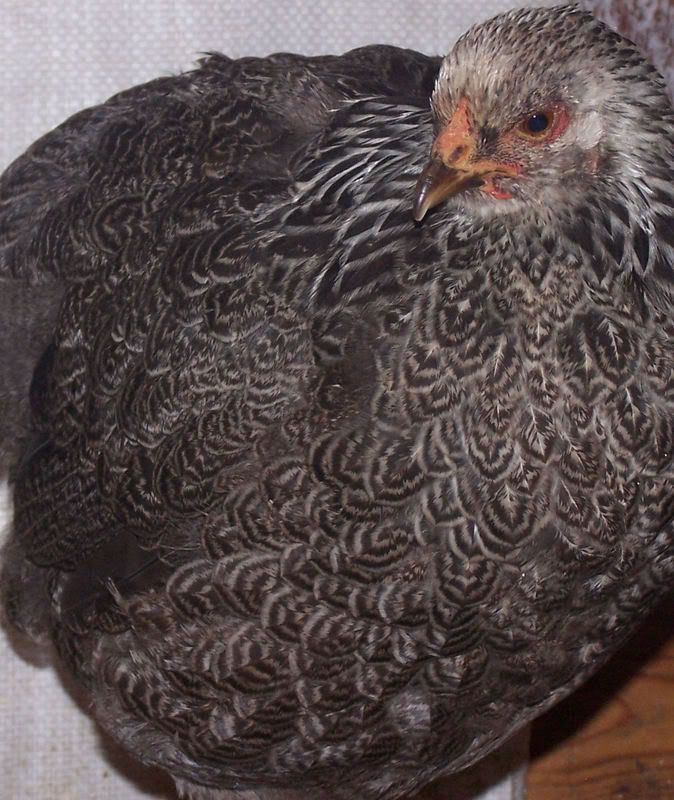 darkbrahmapullet.jpg