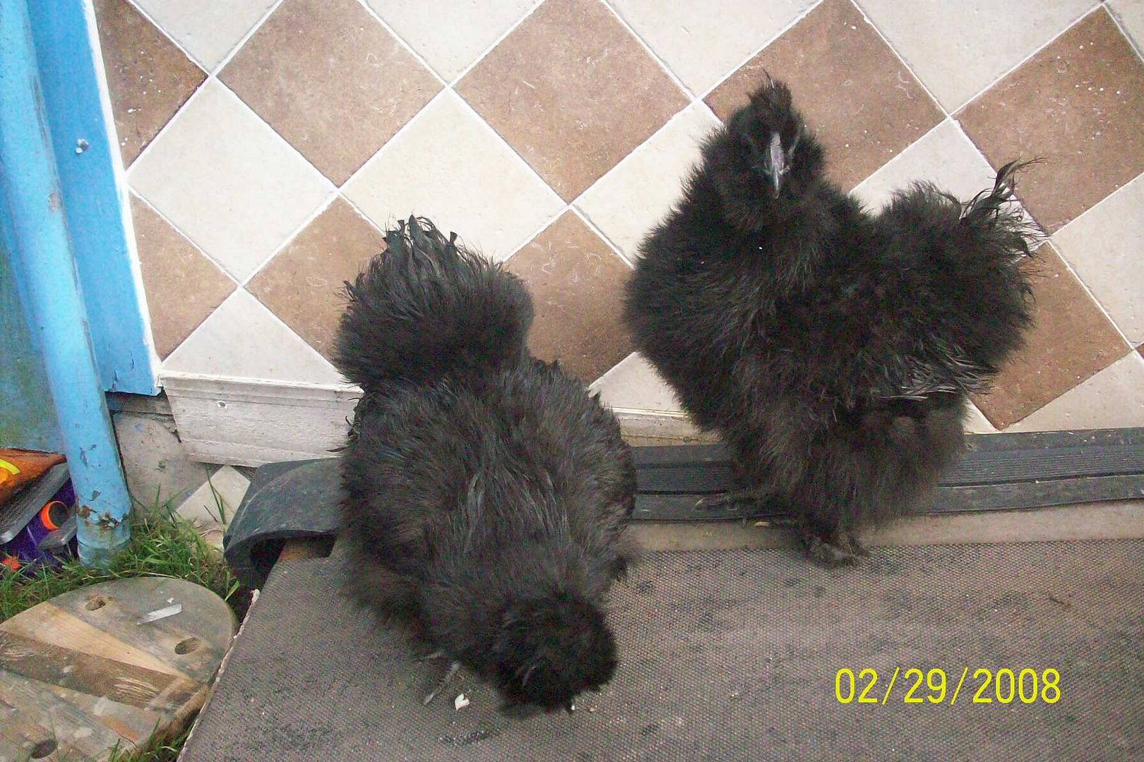 meFeb292008010.jpg