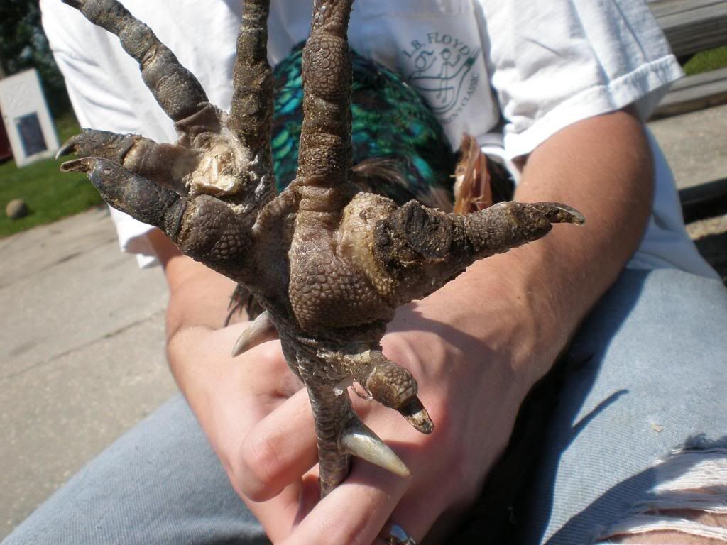 peacockfeet2.jpg