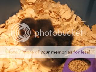 Picture012-1.jpg