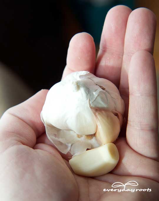 garlic1.jpg