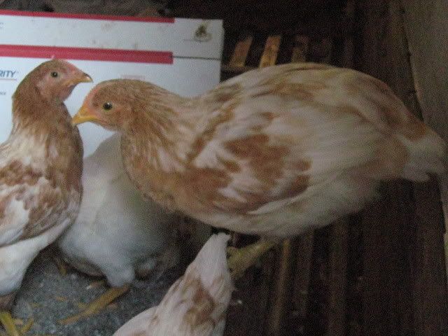 chick007.jpg