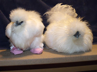 DSCF2602.JPG