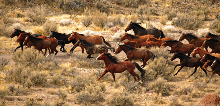 wild-herd-brian-murphy.jpg