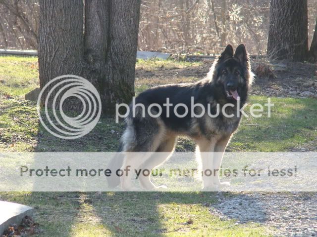 Dogs723.jpg