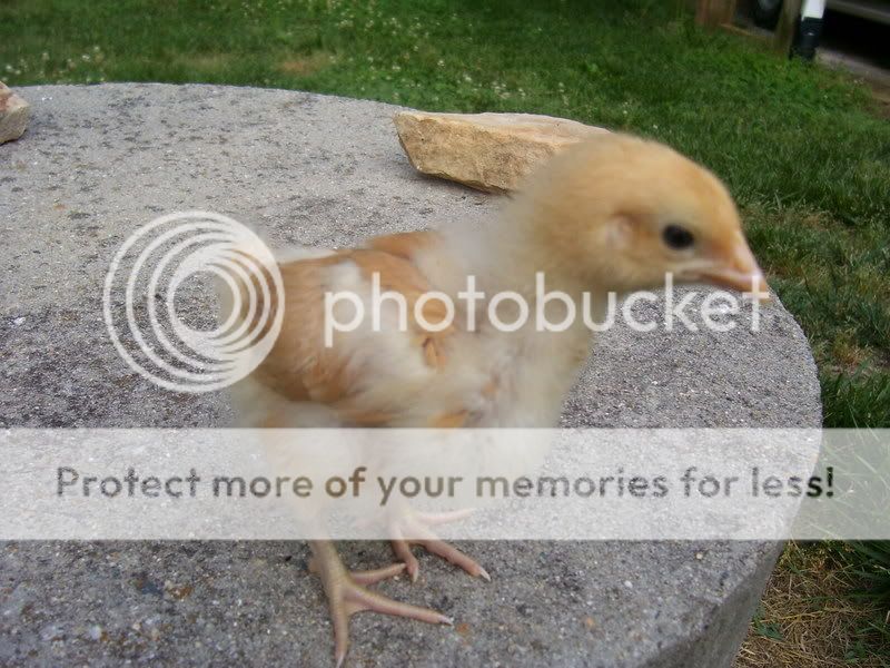 Chicks049.jpg