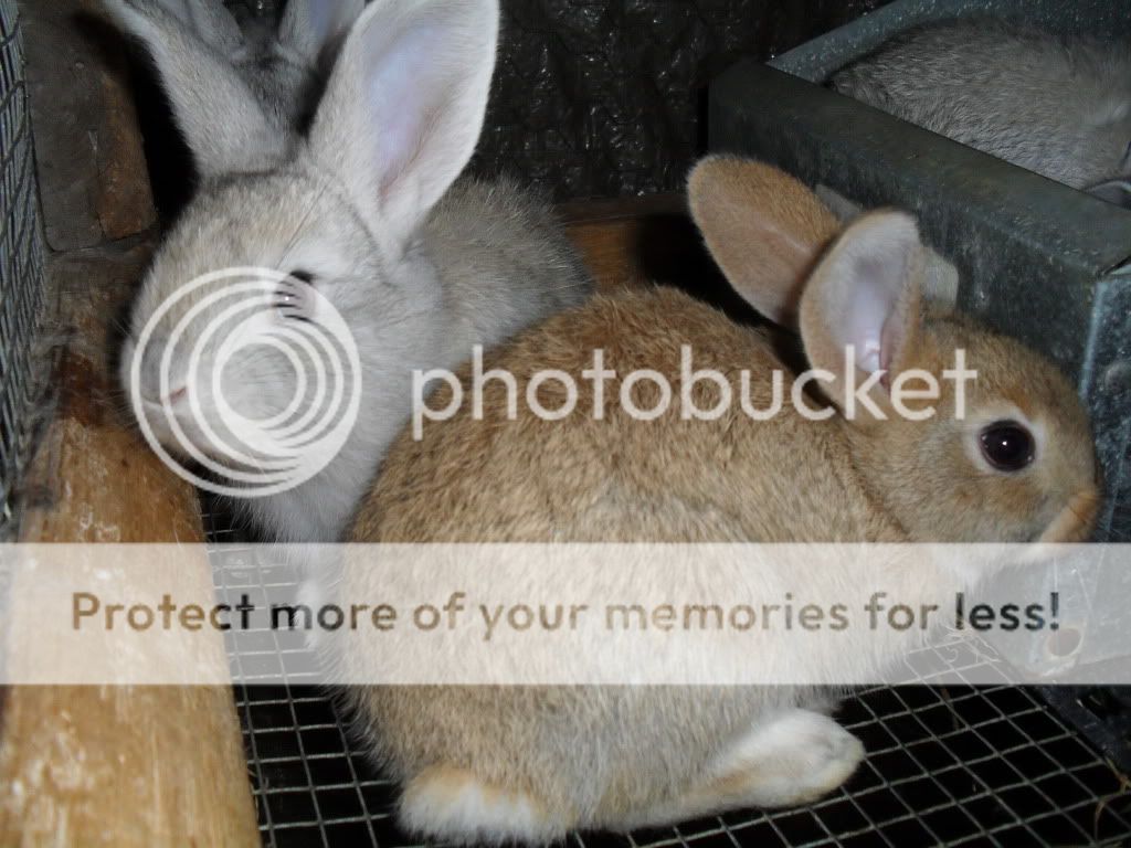rabbbitssilkies011.jpg