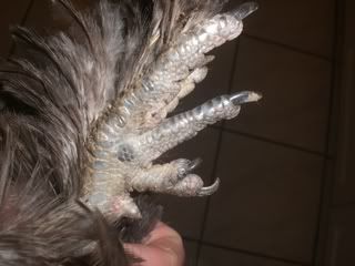 toes1.jpg