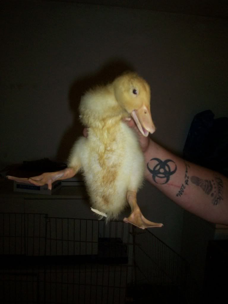 newchicks027.jpg