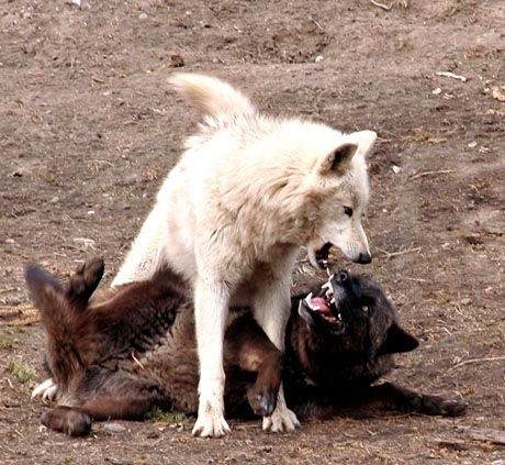 fight.jpg