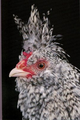 Cuckoo+Cock.jpg