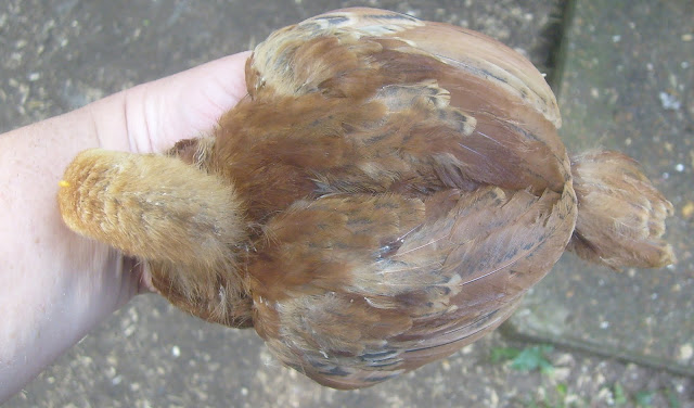S6306847.JPG