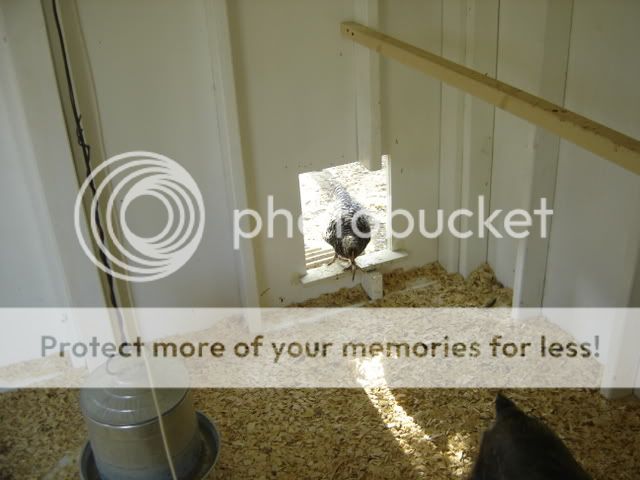 chickschickenscoopflowers137.jpg