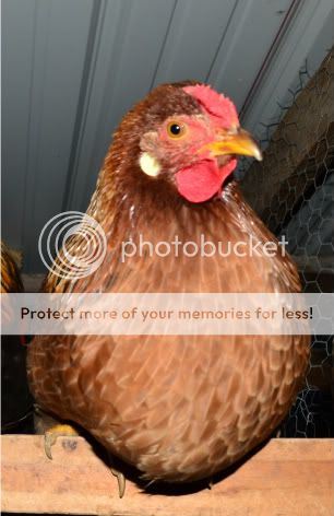 chickens2035-1.jpg