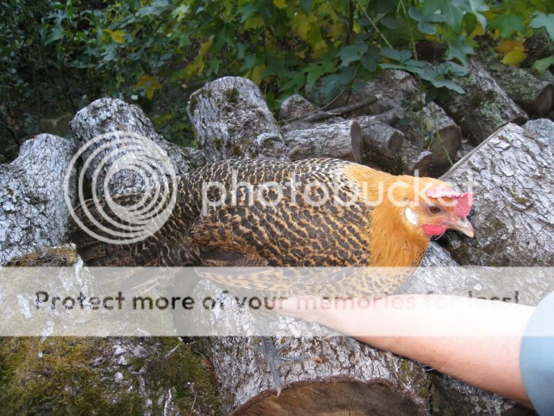 pullet1a.jpg
