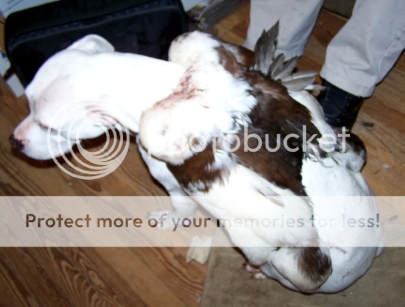 duckfur4.jpg