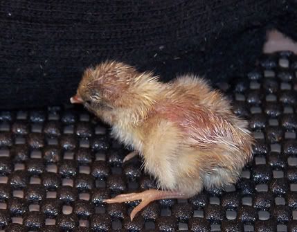 quail2.jpg
