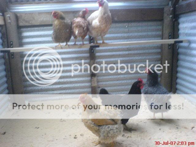 chookshed034.jpg