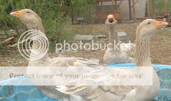geese.jpg