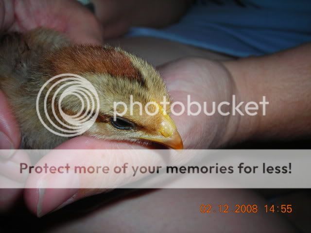 DSCN1958.jpg
