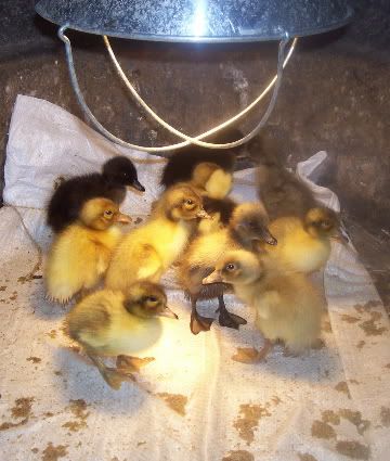 20100512_DucksBrooder2.jpg