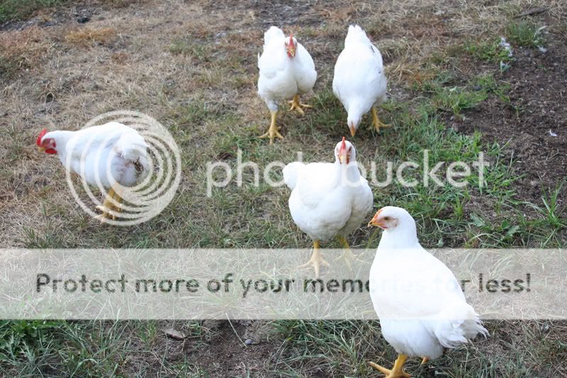meatchickens.jpg