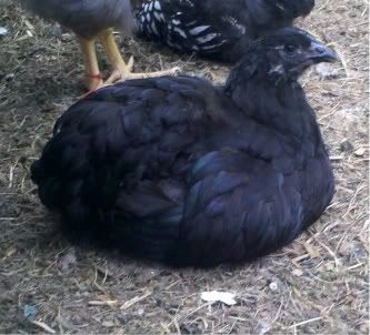 2011-06-14_20-26-28_236-1.jpg