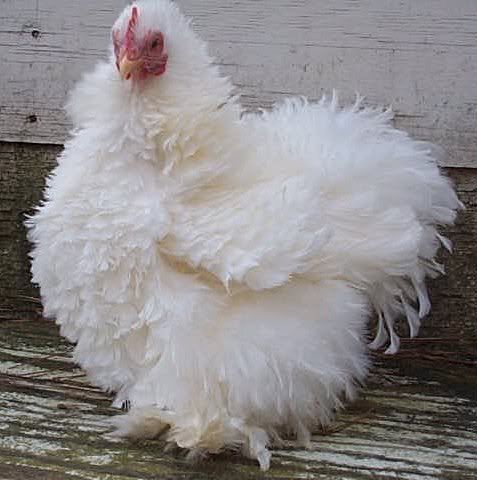 PatsyaWhiteFrizzleCochinBantamHen.jpg