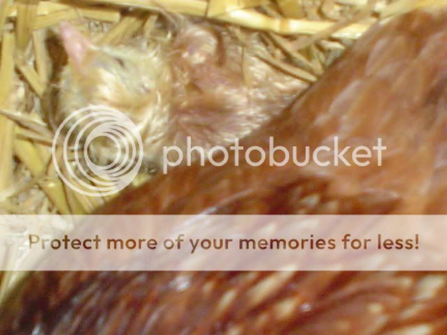 incubatorpics022.jpg
