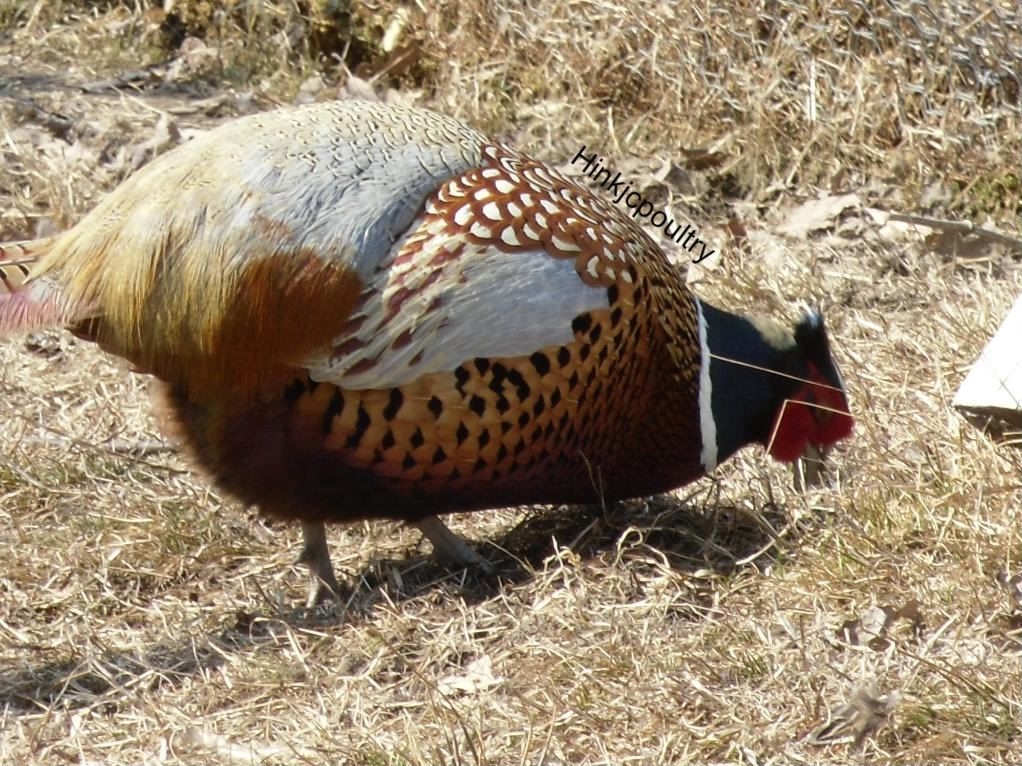 lavenderpheasant025.jpg