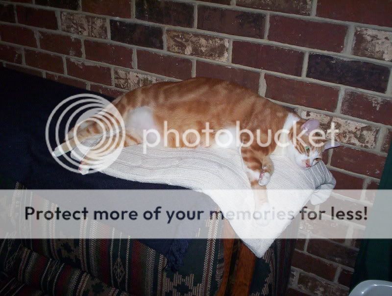 Sherbertlounging.jpg