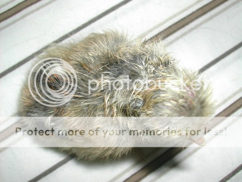 DSCN4092.jpg