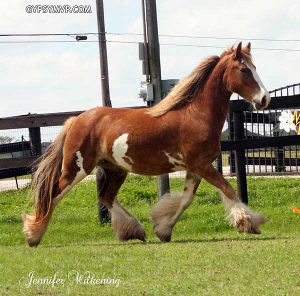 gypsy-vanner-mare-texas0237w.jpg