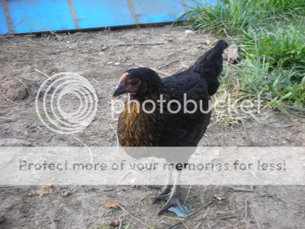 Chickenpartyacdc072.jpg