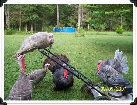 birdbrains-1.jpg