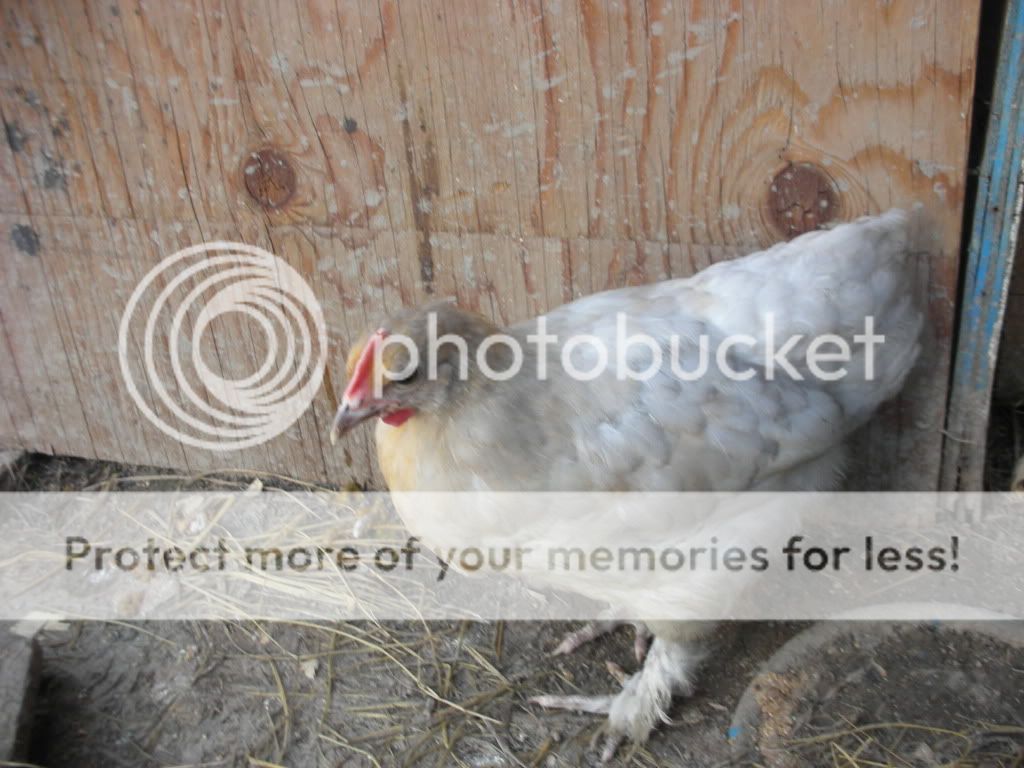 Chickenpartyacdc057.jpg