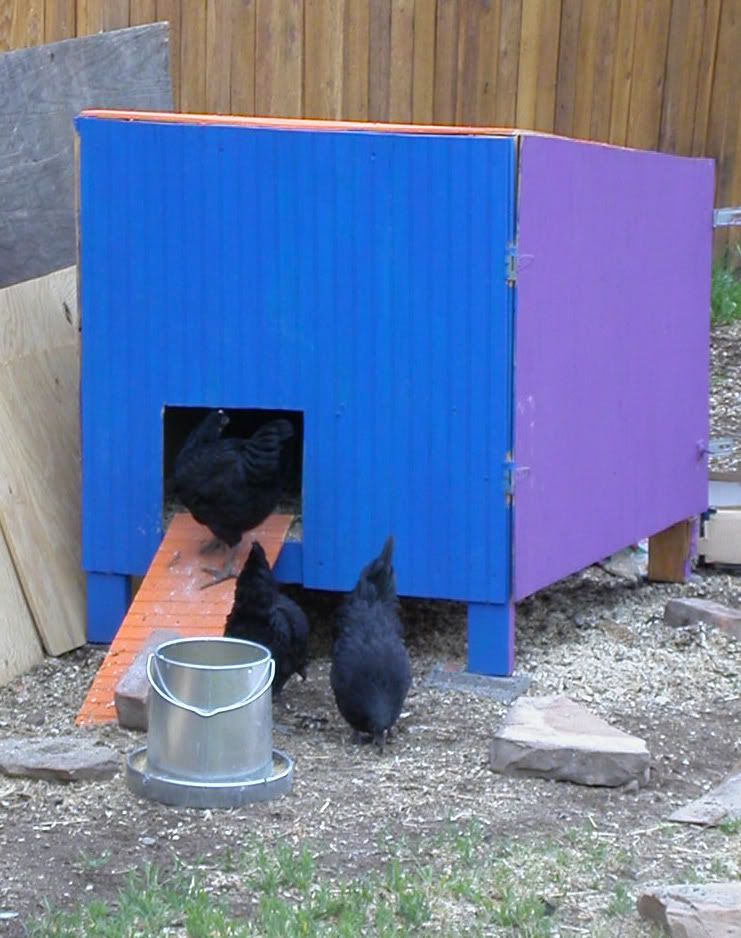 chickensoutsidecoop2.jpg