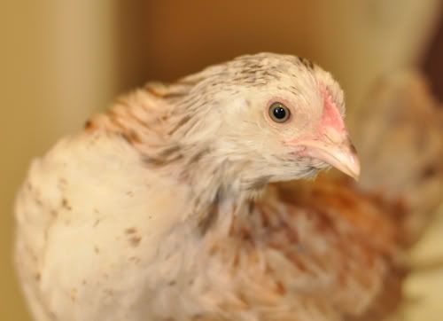 chick-1-3.jpg