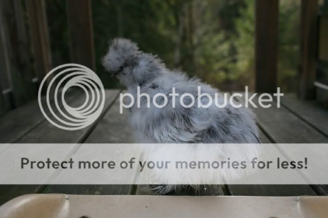 silkies0016.jpg