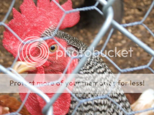 Rooster.jpg